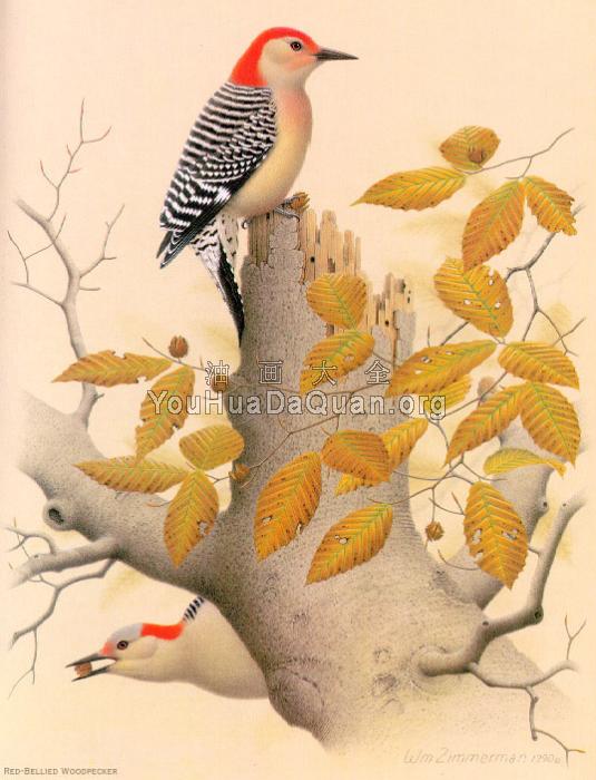 Red-bellied Woodpecker - 威廉·齐默曼